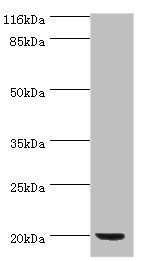 def Antibody