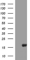 DEF6 Antibody