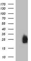 DEF6 Antibody