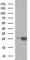DEF6 Antibody