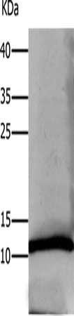 DEFA1 Antibody