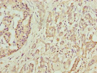 DEFB129 Antibody