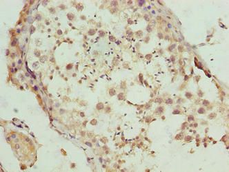 DEFB129 Antibody