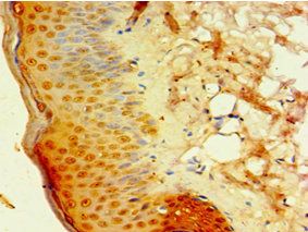 DEFB4A Antibody
