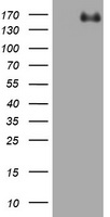 Dendra2 Antibody