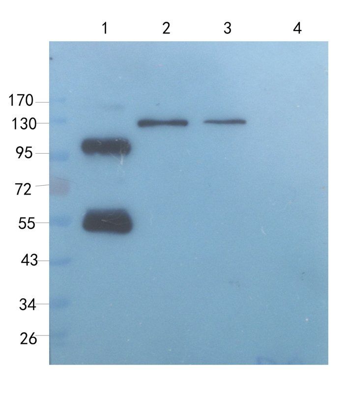 DEPDC1 antibody