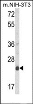 DERL1 antibody