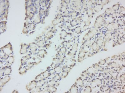 DERLIN-1 antibody