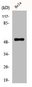 DES Antibody