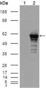 Desmin Antibody