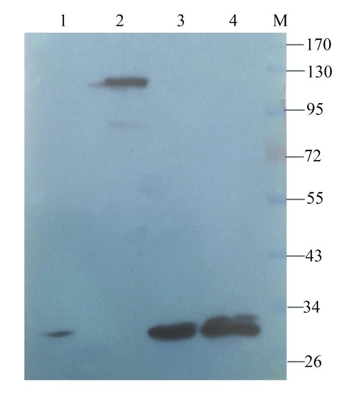 Desmocollin 1 antibody