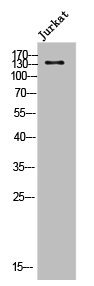 DSG2 Antibody