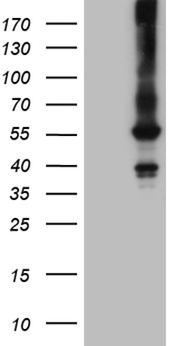 Desmuslin Antibody