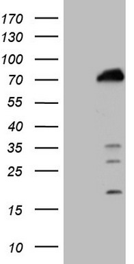 Desmuslin Antibody