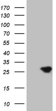 Desmuslin Antibody