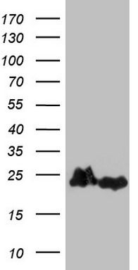 SYNM Antibody