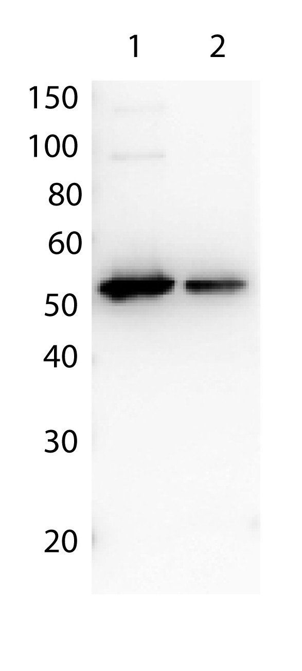 Detection of FLAG proteins antibody