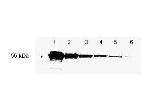 Detection of FLAG proteins antibody