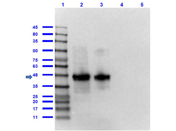 Detection of FLAG proteins antibody