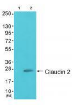 Claudin 2 Antibody
