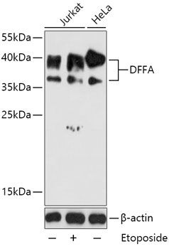 DFFA antibody