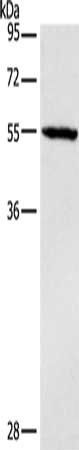 DGAT1 Antibody