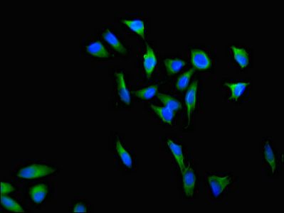 DGAT2 Antibody