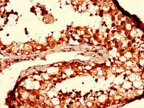 DGAT2 Antibody
