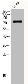 DGKA antibody