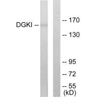DGKI Antibody