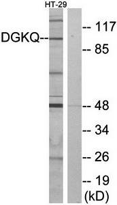 DGKQ Antibody