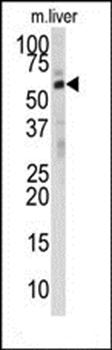 DHCR24 antibody