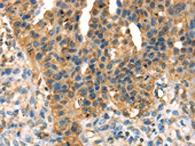 DHCR24 Antibody