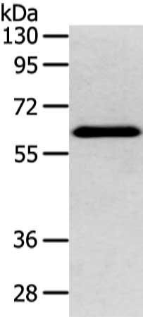 DHCR24 Antibody
