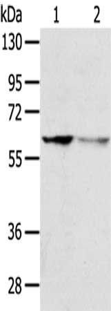 DHCR24 Antibody
