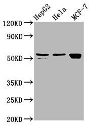 DHCR7 Antibody