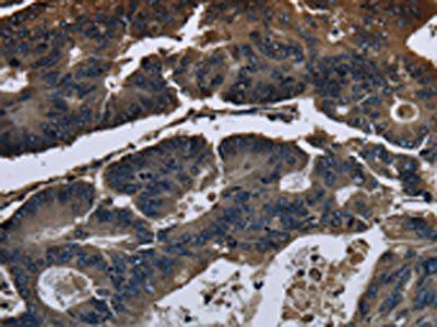 DHCR7 antibody