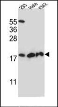 DHFRL1 antibody