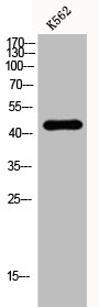 DHPS antibody