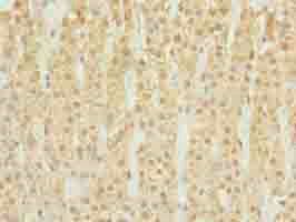 DHRS3 Antibody