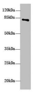 DHX32 Antibody