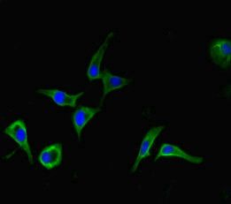 DHX33 Antibody