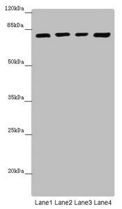 DHX35 antibody