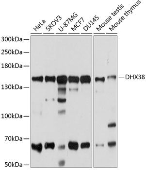 DHX38 antibody