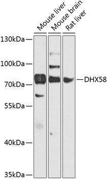DHX58 antibody