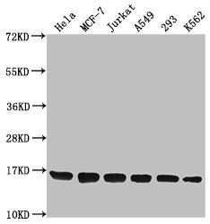 H3F3A Antibody