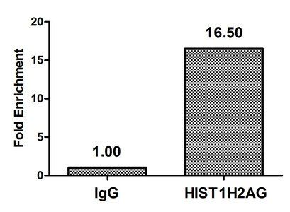 HIST1H2AG Antibody
