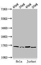 Di-methyl-HIST1H3A (K36) Antibody