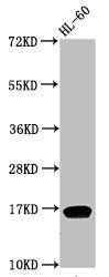 Di-methyl-HIST1H3A (K9) Antibody