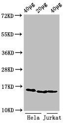 Di-methyl-HIST1H3A (K9) antibody
